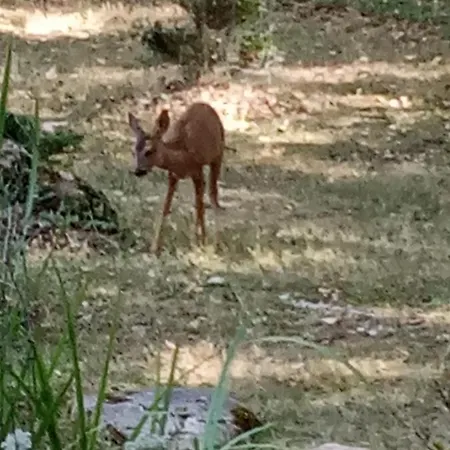 Echappee Sauvage Luksustelt *