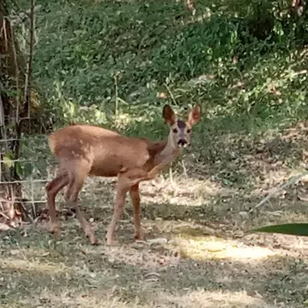 Luksustelt Echappee Sauvage