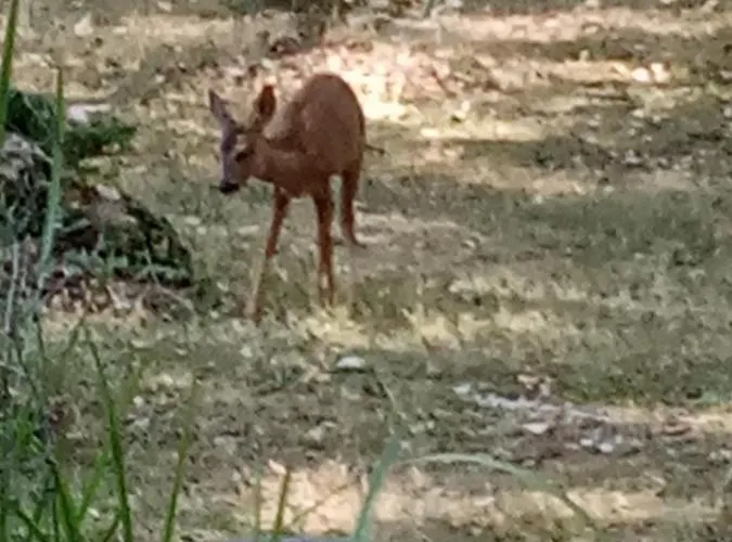 Echappee Sauvage 豪华帐篷 *