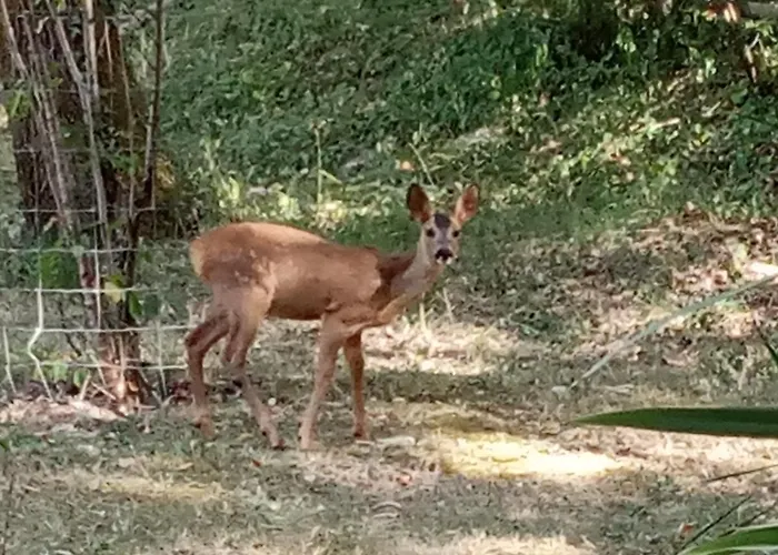 אוהל מפואר Echappee Sauvage
